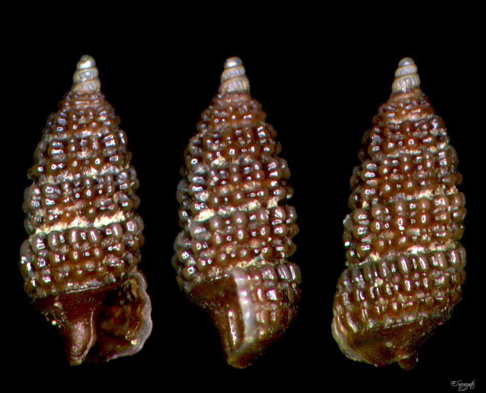 Cerithiopsis scalaris?